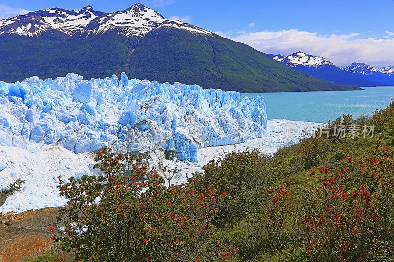 莫雷诺冰川和红色野花，阿根廷湖- El Calafate，巴塔哥尼亚